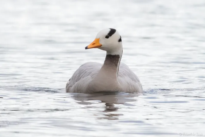 Gespotte Indische gans