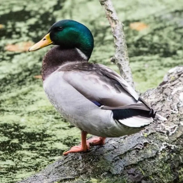 Gespotte Wilde eend