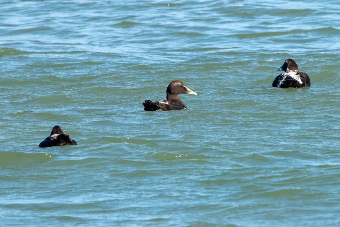 Gespotte Eider