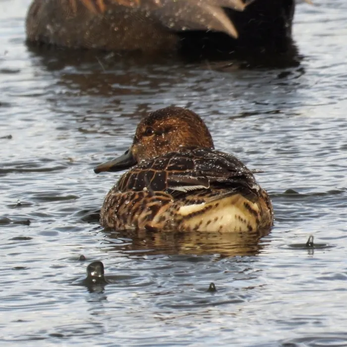 Gespotte Wintertaling