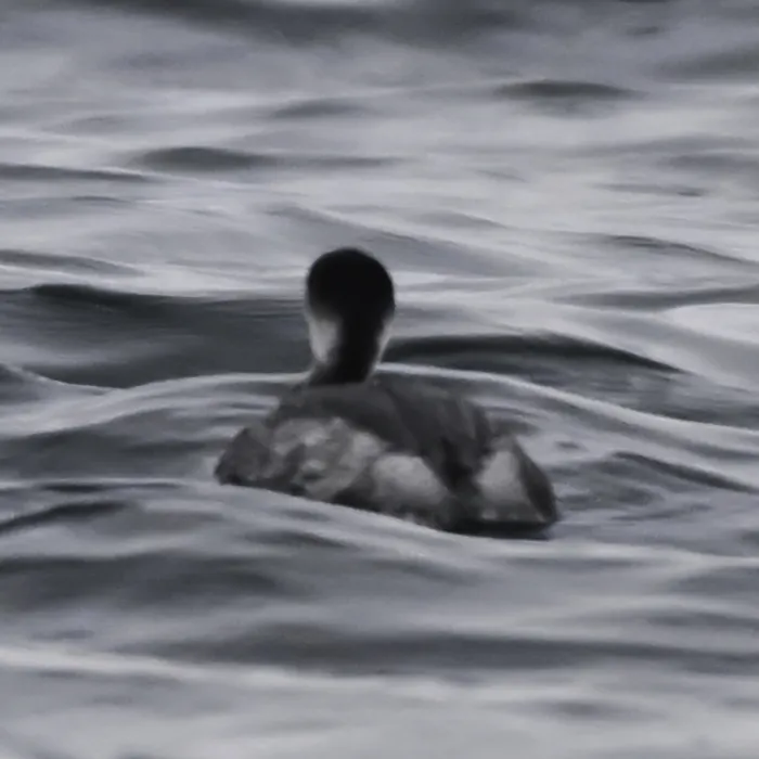 Gespotte Geoorde fuut