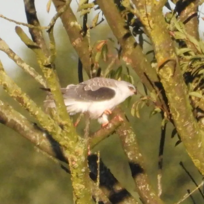 Gespotte Grijze wouw