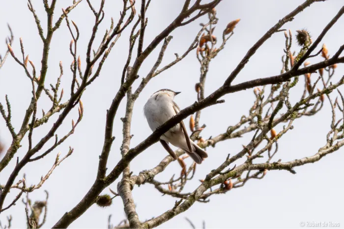Gespotte Bonte vliegenvanger