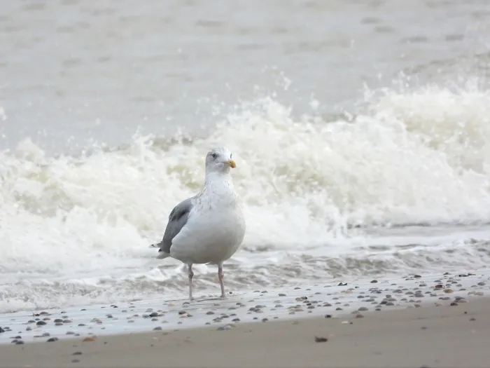 Gespotte Zilvermeeuw