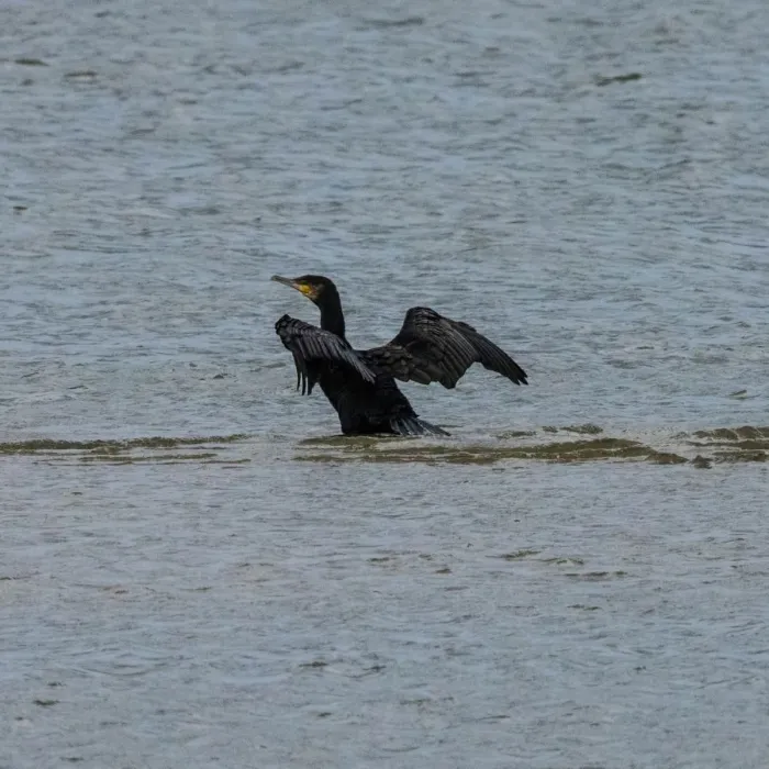 Gespotte Aalscholver
