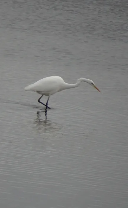 Gespotte Grote zilverreiger