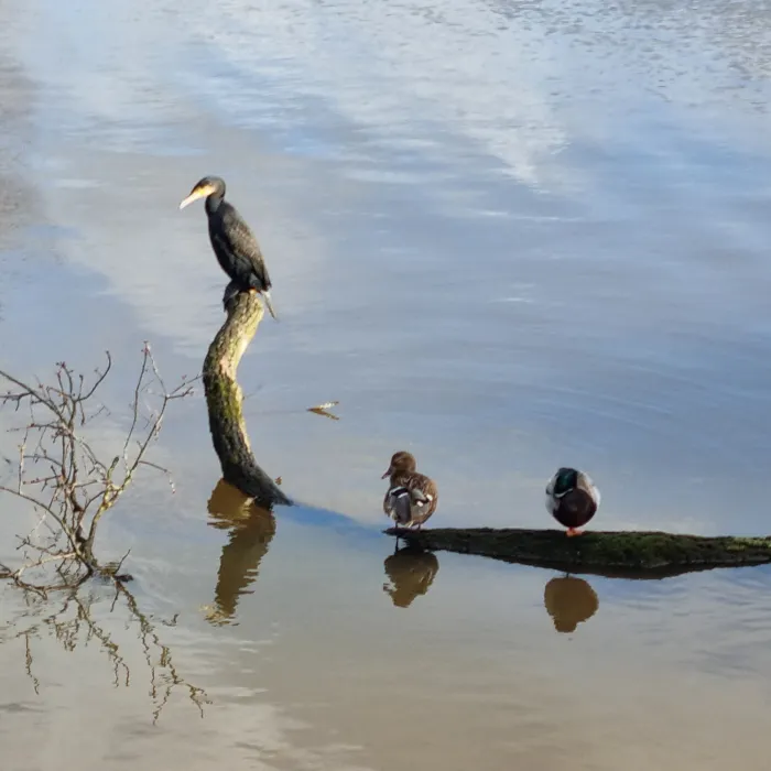 Spotted Great Cormorant