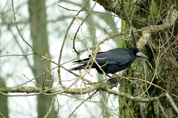 roek, vogel, boom