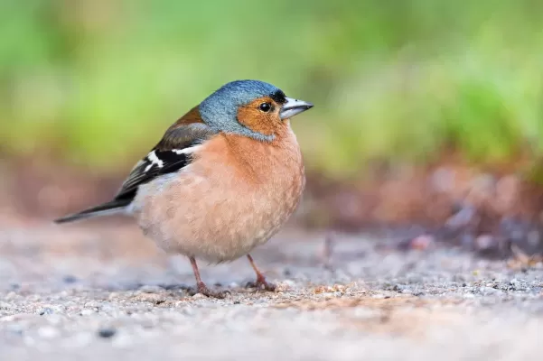 vink, vogel, veren