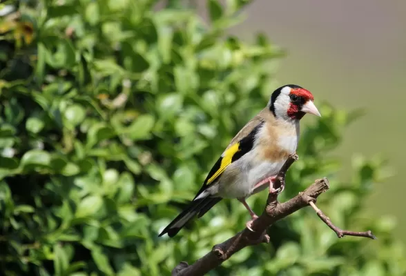 vogel, distelvink, natuur