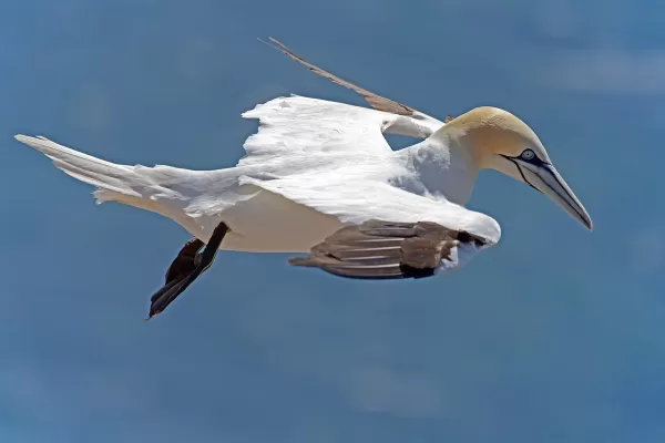 jan-van-gent, zeevogels, helgoland