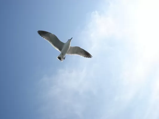 hemel van de herfst, seagull, geen bedoeling