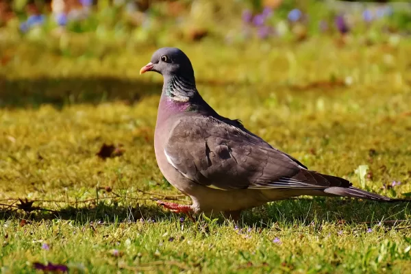 houtduif, vogel, gevederte