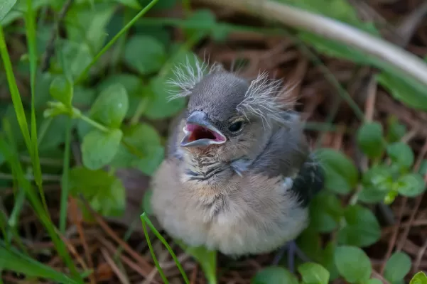 vogel, kuiken, vink