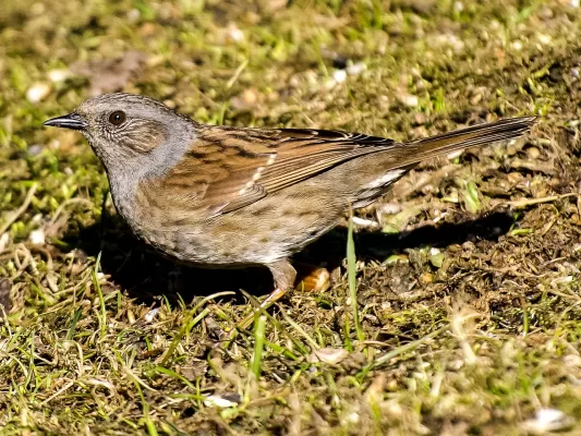 heggenmus, vogel, zangvogel