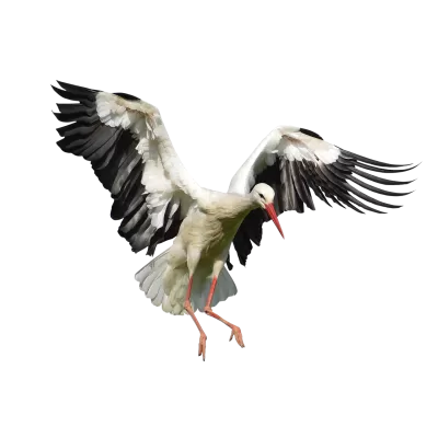 ooievaar, vogel, dieren