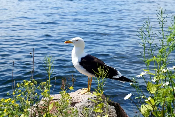 de kleine mantelmeeuw, natuur, fjäderholmarna