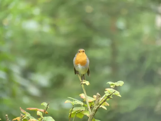 roodborst, natuur, zingt