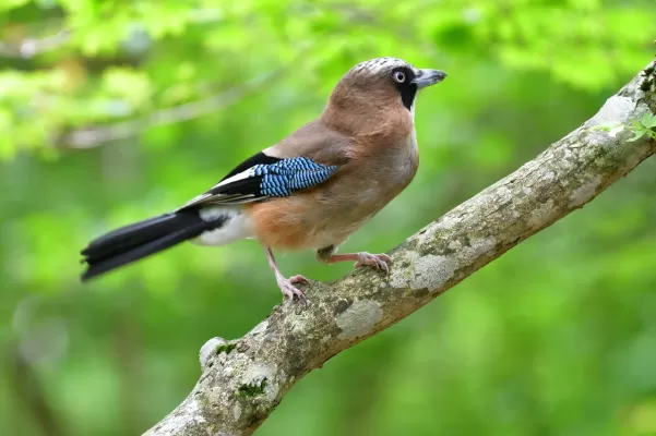 wilde dieren, vogel, natuurlijke