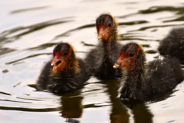 meerkoeten, kuiken, wateren