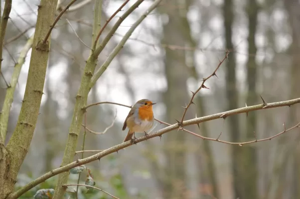 roodborst, vogel, bos