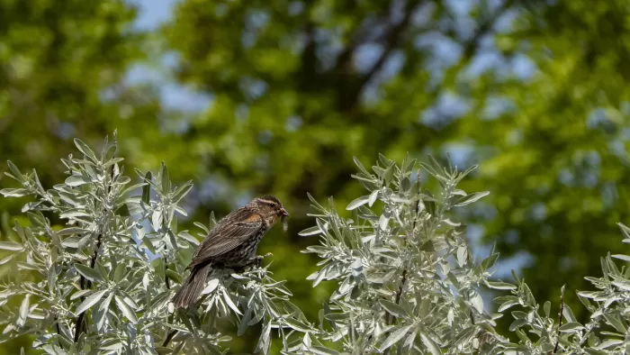 vrouwelijk, natuur, koperwiek merel