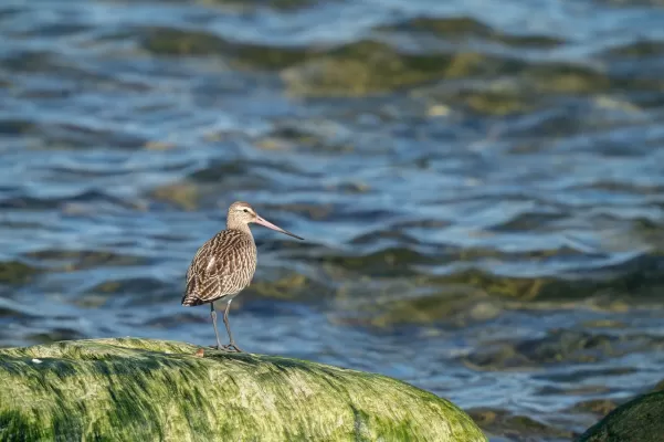 rosse grutto, limosa lapponica, strand