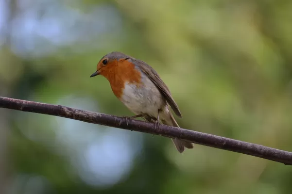 roodborstje, tak, vogel