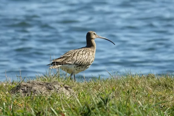 wulp, strandlopers, grote steltloper