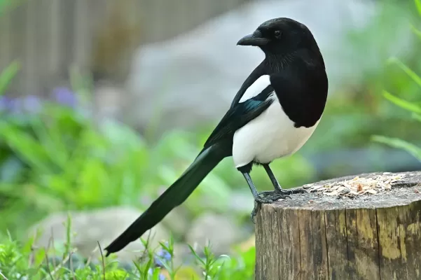 ekster, kraaien vogels, vogel