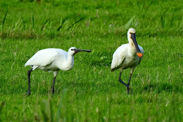 lepelaar, waadvogel, dier