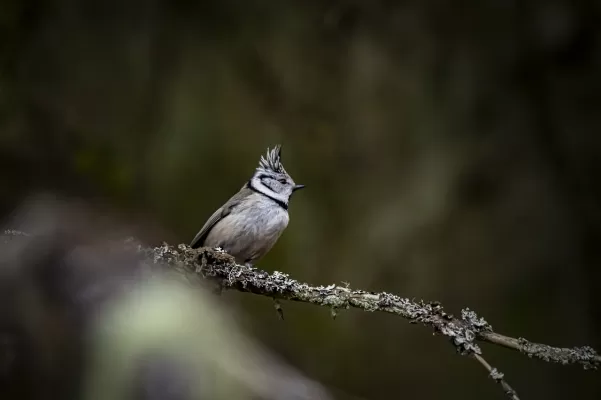 europese crested tit, vogel, natuur