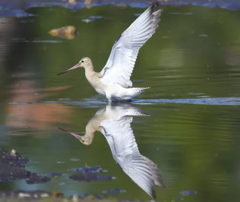 rosse grutto, vogel, dier