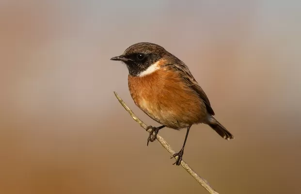 roodborsttapuit, vogel, dier