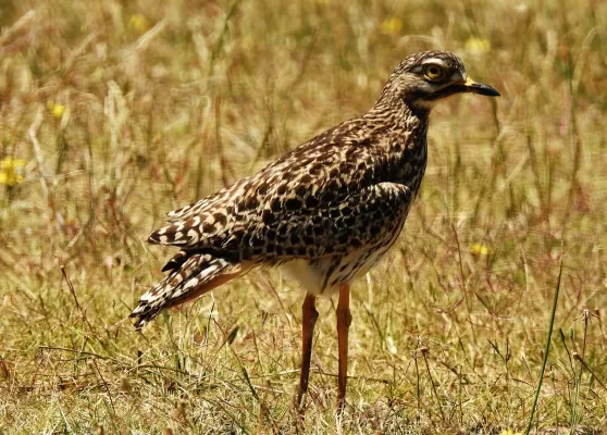 wulp, vogel, wulp vogel