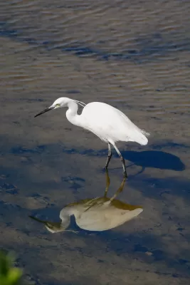 vogel, zilverreiger, ornithologie
