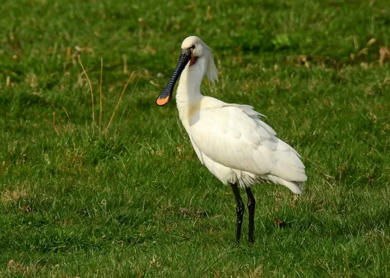 lepelaar, waadvogel, dier
