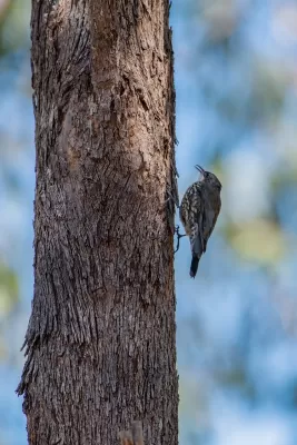 witkeelboomkruiper, vogel, boomkruiper
