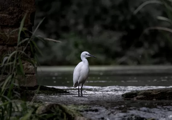 kleine zilverreiger, vogel, rivier