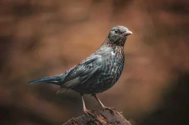 merel, natuur, vogel