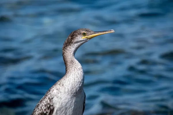 aalscholver, vogel, grote zwarte visetende vogel