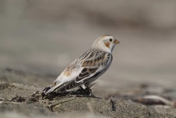 sneeuwgors, vogel, dier
