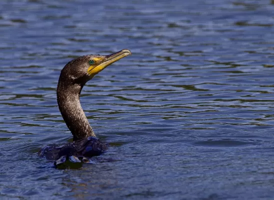 vogel, aalscholver, meer