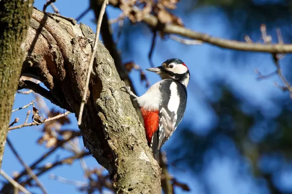 specht, grote bonte specht, vogel