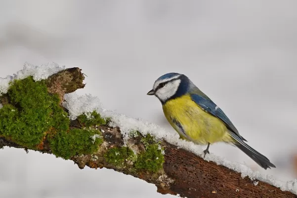 vogel, pimpelmees, gevederte