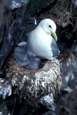 drieteenmeeuw, vogel, natuur