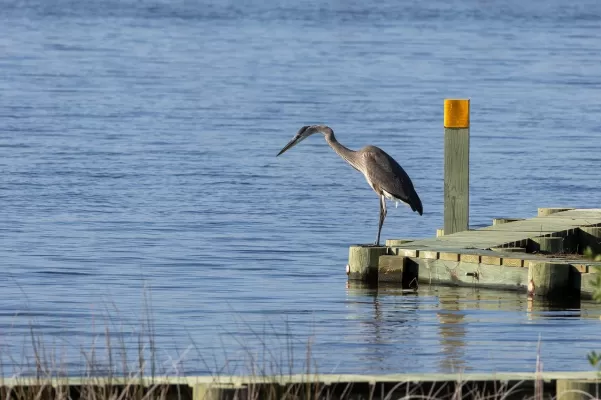 vogel, reiger, blauwe reiger