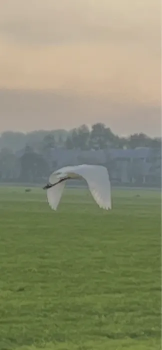 Gespotte Grote zilverreiger