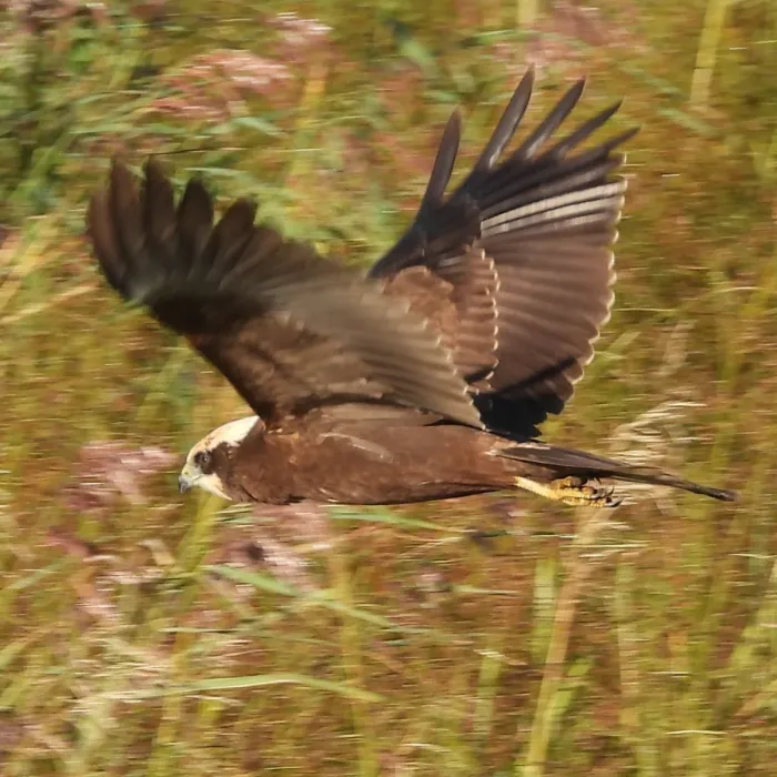 Gespotte Bruine kiekendief