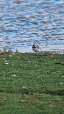 Gespotte Bontbekplevier